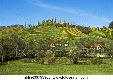 "Vineyards in autumn, at Gamlitz, Southern Styria, Styria, Austria, Europe" View Large Photo Image Stock Image - "Vineyards in autumn, at Gamlitz, Southern Styria, Styria, Austria, Europe". Fotosearch
