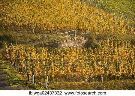 "Vineyards in autumn, Mayschoss, Ahr Valley, growing region of the Pinot Noir red wine grape and the Blauer Portugieser grape, wine-growing region, Eifel, Rhineland-Palatinate, Germany, Europe, PublicGround, Europe" View Large Photo Image Stock Image - "Vineyards in autumn, Mayschoss, Ahr Valley, growing region of the Pinot Noir red wine grape and the Blauer Portugieser grape, wine-growing region, Eifel, Rhineland-Palatinate, Germany, Europe, PublicGround, Europe". Fotosearch