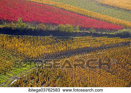 Stock Image - "Vineyards in autumn, Mayschoss, red wine-growing region of the Ahr Valley, red wine from Pinot Noir and Portuguese Grape is grown here, Eifel, Rhineland-Palatinate, Germany, Europe". Fotosearch
