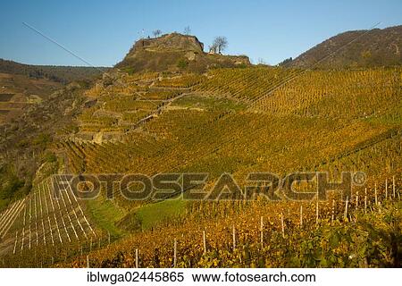 "Vineyards in autumn, ruins of Saffenburg Castle above Mayschoss, Ahr Valley, where red wine grapes of the varieties Pinot Noir and Portuguese are grown, wine-growing district, Eifel, Rhineland-Palatinate, Germany, Europe" View Large Photo Image Stock Photography - "Vineyards in autumn, ruins of Saffenburg Castle above Mayschoss, Ahr Valley, where red wine grapes of the varieties Pinot Noir and Portuguese are grown, wine-growing district, Eifel, Rhineland-Palatinate, Germany, Europe". Fotosearch