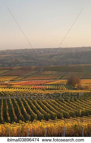 Picture - "Vineyards in the evening light in autumn, German Wine Route, Rhineland-Palatinate, Germany, Europe". Fotosearch