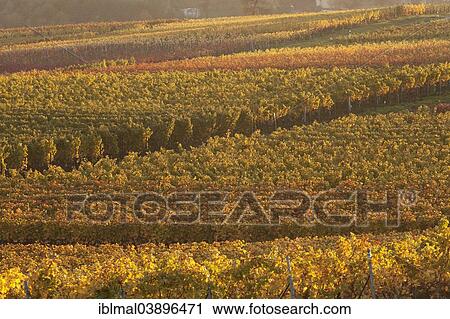 "Vineyards in the evening light in autumn, German Wine Route, Rhineland-Palatinate, Germany, Europe" View Large Photo Image Stock Image - "Vineyards in the evening light in autumn, German Wine Route, Rhineland-Palatinate, Germany, Europe". Fotosearch