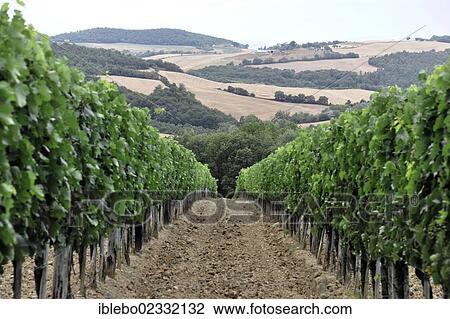 "Vineyards, landscape in the Val d'Orcia valley, near Montepulciano, Tuscany, Italy, Europe" View Large Photo Image Stock Image - "Vineyards, landscape in the Val d'Orcia valley, near Montepulciano, Tuscany, Italy, Europe". Fotosearch