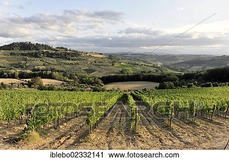 Stock Image - "Vineyards, landscape in the Val d'Orcia valley, near Montepulciano, Tuscany, Italy, Europe". Fotosearch