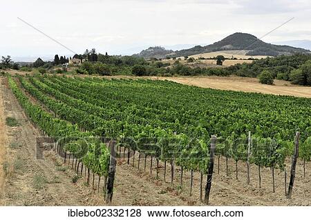 Stock Photo - "Vineyards, landscape in the Val d'Orcia valley, near Montepulciano, Tuscany, Italy, Europe". Fotosearch