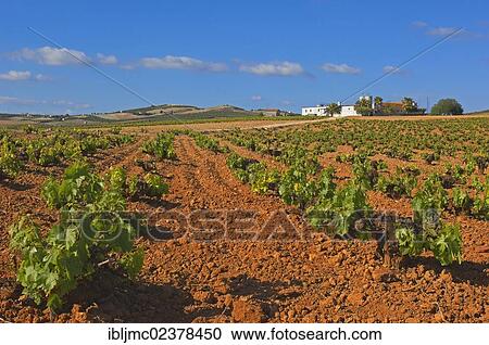 Stock Image - "Vineyards, Montilla, Montilla-Moriles area, Cordoba province, Andalusia, Spain, Europe". Fotosearch