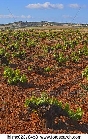 Stock Image - "Vineyards, Montilla, Montilla-Moriles area, Cordoba province, Andalusia, Spain, Europe". Fotosearch