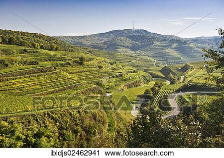 Stock Image - "Vineyards near Oberbergen, Kaiserstuhl, Baden-Wuerttemberg, Germany, Europe". Fotosearch