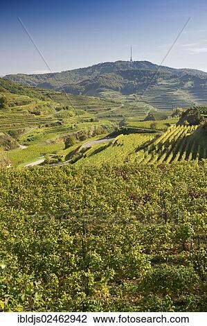 "Vineyards near Oberbergen, Kaiserstuhl, Baden-Wuerttemberg, Germany, Europe" View Large Photo Image Stock Image - "Vineyards near Oberbergen, Kaiserstuhl, Baden-Wuerttemberg, Germany, Europe". Fotosearch