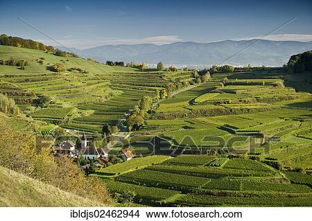 Picture - "Vineyards near Vogtsburg, looking towards the Black Forest, Kaiserstuhl, Baden-Wuerttemberg, Germany, Europe". Fotosearch