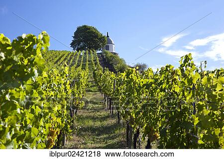 Vineyards of Schloss Wackerbarth looking on the Jacobstein pavillion, Radebeul, Saxon Elbe, Saxony, Germany, Europe View Large Photo Image Stock Photo - Vineyards of Schloss Wackerbarth looking on the Jacobstein pavillion, Radebeul, Saxon Elbe, Saxony, Germany, Europe. Fotosearch