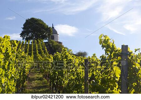 Vineyards of Wackerbarth Palace, view of Jacobstein, Radebeul, Saxon Elbeland, Saxony, Germany, Europe View Large Photo Image Stock Image - Vineyards of Wackerbarth Palace, view of Jacobstein, Radebeul, Saxon Elbeland, Saxony, Germany, Europe. Fotosearch