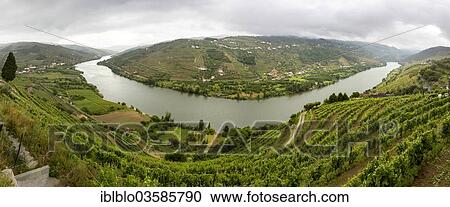 Stock Image - "Vineyards, viticulture at the middle Douro river, Douro Valley, panoramic view, Santa Cristina, Vila Real District, Portugal, Europe". Fotosearch