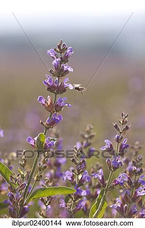 Picture - "Violet flowers of Sage (Salvia officinalis) with a Honey Bee (Apis), medicinal plant of the year 2003". Fotosearch
