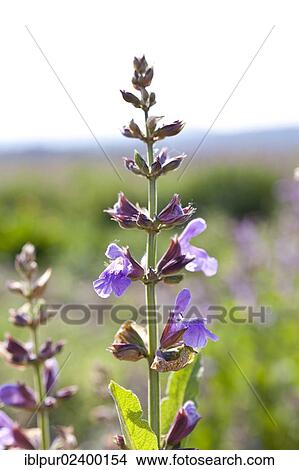 "Violet flowers of Sage (Salvia officinalis), medicinal plant of the year 2003" View Large Photo Image Picture - "Violet flowers of Sage (Salvia officinalis), medicinal plant of the year 2003". Fotosearch