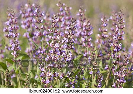 "Violet flowers of Sage (Salvia officinalis), medicinal plant of the year 2003" View Large Photo Image Stock Image - "Violet flowers of Sage (Salvia officinalis), medicinal plant of the year 2003". Fotosearch