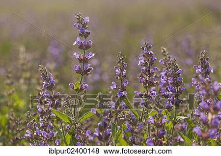 "Violet flowers of Sage (Salvia officinalis), medicinal plant of the year 2003" View Large Photo Image Stock Photo - "Violet flowers of Sage (Salvia officinalis), medicinal plant of the year 2003". Fotosearch