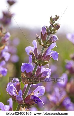 "Violet flowers of Sage (Salvia officinalis), medicinal plant of the year 2003" View Large Photo Image Stock Photography - "Violet flowers of Sage (Salvia officinalis), medicinal plant of the year 2003". Fotosearch