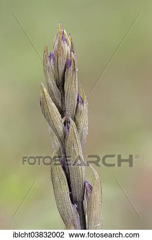 Stock Image - "Violet Limodore (Limodorum abortivum), Southern France, Provence, France, Europe". Fotosearch