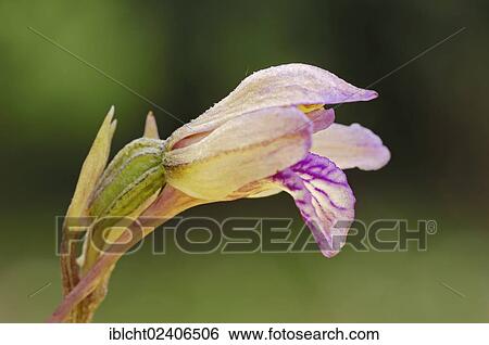 "Violet Limodore or Violet Bird's-nest Orchid (Limodorum abortivum), Provence, Southern France, France, Europe" View Large Photo Image Stock Photograph - "Violet Limodore or Violet Bird's-nest Orchid (Limodorum abortivum), Provence, Southern France, France, Europe". Fotosearch