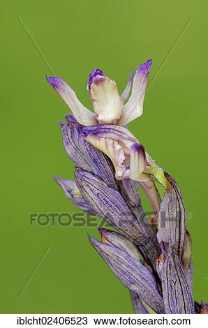 "Violet Limordore or Violet Bird's-nest Orchid (Limodorum abortivum), Provence, Southern France, France, Europe" View Large Photo Image Stock Image - "Violet Limordore or Violet Bird's-nest Orchid (Limodorum abortivum), Provence, Southern France, France, Europe". Fotosearch