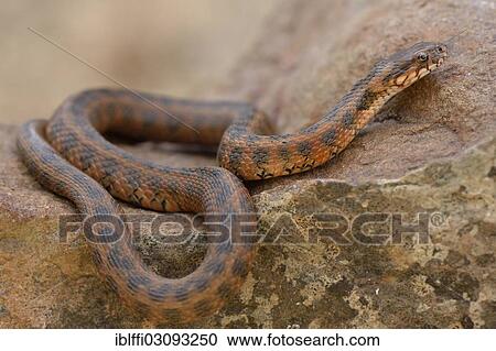 "Viperine water snake or viperine snake (Natrix maura), basking on rock, occurrence in Southwestern Europe, Algarve, Portugal, Europe" View Large Photo Image Stock Image - "Viperine water snake or viperine snake (Natrix maura), basking on rock, occurrence in Southwestern Europe, Algarve, Portugal, Europe". Fotosearch