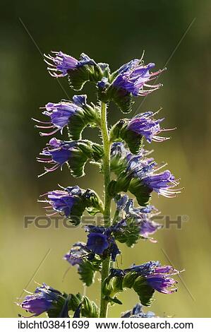 Stock Photo - "Viper's Bugloss (Echium vulgare), backlit blossoms, North Rhine-Westphalia, Germany, Europe". Fotosearch