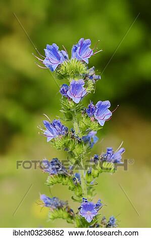 Stock Image - "Viper's Bugloss or Blueweed (Echium vulgare), North Rhine-Westphalia, Germany, Europe". Fotosearch
