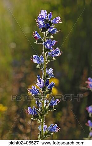 "Viper's Bugloss or Blueweed (Echium vulgare), North Rhine-Westphalia, Germany, Europe" View Large Photo Image Stock Photo - "Viper's Bugloss or Blueweed (Echium vulgare), North Rhine-Westphalia, Germany, Europe". Fotosearch