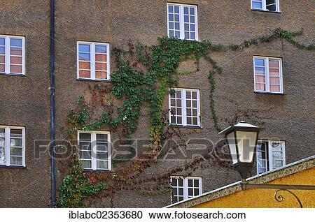 "Virginia Creeper or Five-leaved Ivy (Parthenocissus quinquefolia) on a facade in the Borstei, a heritage protected residential area in the district of Moosach, Munich, Bavaria, Germany, Europe" View Large Photo Image Stock Image - "Virginia Creeper or Five-leaved Ivy (Parthenocissus quinquefolia) on a facade in the Borstei, a heritage protected residential area in the district of Moosach, Munich, Bavaria, Germany, Europe". Fotosearch