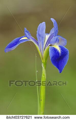 Stock Image - "Virginia Iris (Iris virginica), Florida, United States, North America". Fotosearch
