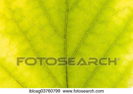 Stock Photo - "Virginian Witch Hazel (Hamamelis virginiana), leaf structure, back-lit, changing to autumn colours, Hesse, Germany, Europe". Fotosearch