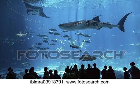 Stock Image - "Visitors in front of a huge aquarium with manta ray (Manta sp. ), Whale shark (Rhincodon typus) and Whitetip reef shark (Triaenodon obesus), captive, Georgia Aquarium, Atlanta, Georgia, United States, North America". Fotosearch