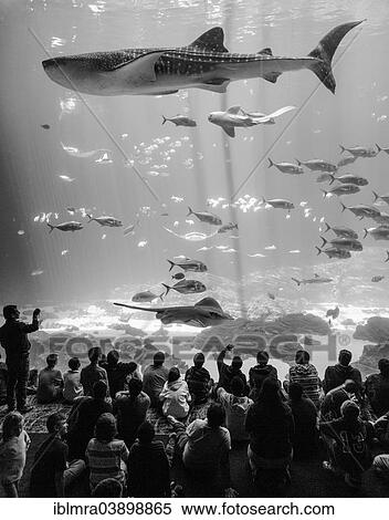 "Visitors in front of a huge aquarium window with Manta Rays (Manta sp. ) and a Whale Shark (Rhincodon typus), Georgia Aquarium, Atlanta, Georgia, United States, North America" View Large Photo Image Stock Photography - "Visitors in front of a huge aquarium window with Manta Rays (Manta sp. ) and a Whale Shark (Rhincodon typus), Georgia Aquarium, Atlanta, Georgia, United States, North America". Fotosearch