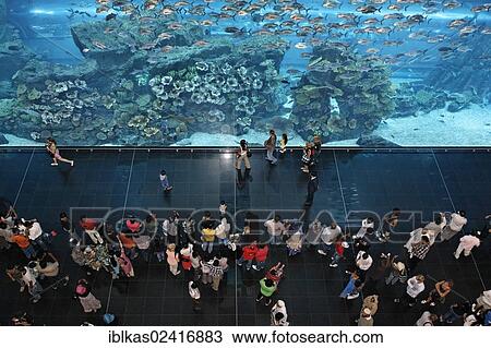 Visitors in front of Dubai Aquarium, Dubai Mall shopping centre, United Arab Emirates, Middle East, Asia View Large Photo Image Stock Image - Visitors in front of Dubai Aquarium, Dubai Mall shopping centre, United Arab Emirates, Middle East, Asia. Fotosearch