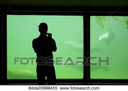 "Visitors, seal basin in the zoo of Karlsruhe, Baden-Wurttemberg, Germany, Europe" View Large Photo Image Stock Photography - "Visitors, seal basin in the zoo of Karlsruhe, Baden-Wurttemberg, Germany, Europe". Fotosearch