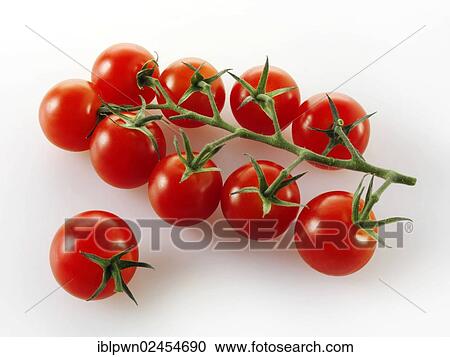 Vittoris vine tomatoes View Large Photo Image Stock Image - Vittoris vine tomatoes. Fotosearch