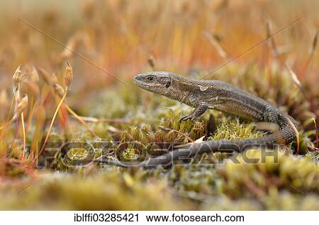 "Viviparous Lizard or Common Lizard (Zootoca vivipara), adult, amongst moss spores, Dortmund, Ruhr district, North Rhine-Westphalia, Germany, Europe" View Large Photo Image Stock Image - "Viviparous Lizard or Common Lizard (Zootoca vivipara), adult, amongst moss spores, Dortmund, Ruhr district, North Rhine-Westphalia, Germany, Europe". Fotosearch