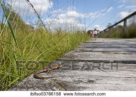 "Viviparous lizard (Zootoca vivipara) basking on a boardwalk, Pietzmoor moor, Luneburg Heath Nature Reserve, Schneverdingen, Lower Saxony, Germany, Europe" View Large Photo Image Stock Photo - "Viviparous lizard (Zootoca vivipara) basking on a boardwalk, Pietzmoor moor, Luneburg Heath Nature Reserve, Schneverdingen, Lower Saxony, Germany, Europe". Fotosearch
