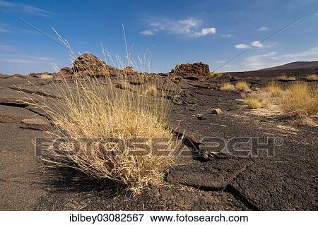 Stock Photo - "Volcanic landscape on the slopes of the Mt Ertale volcano in the Danakil Depression, Danakil-Senke, Vulkan Ertale, Afdera, Wollo, Ethiopia, Africa". Fotosearch