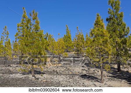 "Volcanic landscape with Canary Island pines (Pinus canariensis), UNESCO World Heritage Site, Teide National Park, Tenerife, Canary Islands, Spain, Europe" View Large Photo Image Picture - "Volcanic landscape with Canary Island pines (Pinus canariensis), UNESCO World Heritage Site, Teide National Park, Tenerife, Canary Islands, Spain, Europe". Fotosearch