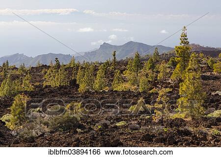 "Volcanic landscape with Canary Island Pines (Pinus canariensis), Teide National Park, UNESCO World Heritage Site, Tenerife, Canary Islands, Spain, Europe" View Large Photo Image Stock Photograph - "Volcanic landscape with Canary Island Pines (Pinus canariensis), Teide National Park, UNESCO World Heritage Site, Tenerife, Canary Islands, Spain, Europe". Fotosearch