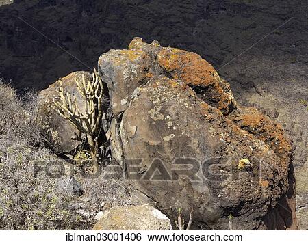 "Volcanic rocks overgrown with lichen, Barranco de Erque, Vallehermoso, La Gomera, Canary Islands, Spain, Europe, La Gomera, Vallehermoso, La Gomera, Canary Islands, Spain, Europe" View Large Photo Image Stock Photograph - "Volcanic rocks overgrown with lichen, Barranco de Erque, Vallehermoso, La Gomera, Canary Islands, Spain, Europe, La Gomera, Vallehermoso, La Gomera, Canary Islands, Spain, Europe". Fotosearch