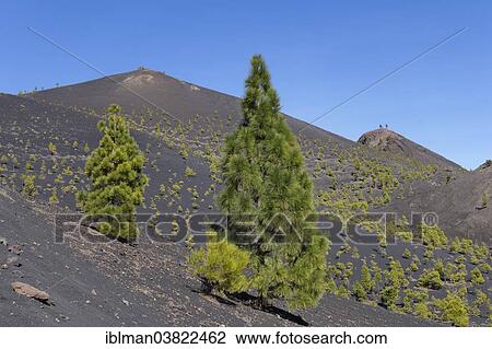 "Volcano San Martin, Cumbre Vieja in Fuencaliente, La Palma, Canary Islands, Spain, Europe" View Large Photo Image Stock Image - "Volcano San Martin, Cumbre Vieja in Fuencaliente, La Palma, Canary Islands, Spain, Europe". Fotosearch