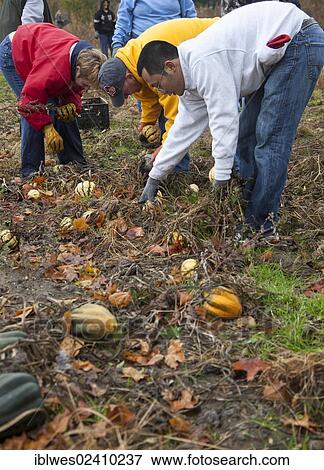 "Volunteers collect leftover squash from a farmer's field for distribution to those in need; the produce is distributed to soup kitchens, food banks, and shelters by a nonprofit organization, Forgotten Harvest, Ray, Michigan, USA" View Large Photo Image Stock Photo - "Volunteers collect leftover squash from a farmer's field for distribution to those in need; the produce is distributed to soup kitchens, food banks, and shelters by a nonprofit organization, Forgotten Harvest, Ray, Michigan, USA". Fotosearch