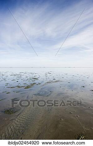 "Wadden Sea near Wyk, Foehr Island, North Frisian Islands, Schleswig-Holstein, Germany, Europe" View Large Photo Image Stock Image - "Wadden Sea near Wyk, Foehr Island, North Frisian Islands, Schleswig-Holstein, Germany, Europe". Fotosearch