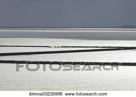 Stock Photograph - "Wadden Sea with groynes and holm, Wattenmeer bei Schluttsiel, North Frisia, Schleswig-Holstein, Germany, Europe". Fotosearch