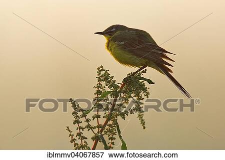 Stock Photo - "Wagtail (Motacilla flava), perched, in the morning backlight, Middle Elbe Biosphere Reserve, Dessau-Rosslau, Saxony-Anhalt, Germany, Europe". Fotosearch