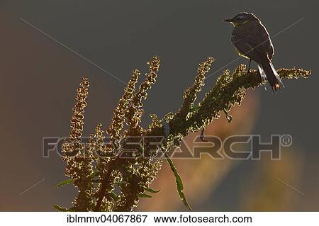 "Wagtail (Motacilla flava), perched, in the morning backlight, Middle Elbe Biosphere Reserve, Dessau-Rosslau, Saxony-Anhalt, Germany, Europe" View Large Photo Image Stock Photo - "Wagtail (Motacilla flava), perched, in the morning backlight, Middle Elbe Biosphere Reserve, Dessau-Rosslau, Saxony-Anhalt, Germany, Europe". Fotosearch