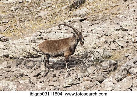 "Walia Ibex (Capra walie), Simien Mountains National Park, Amhara Region, Ethiopia, Africa" View Large Photo Image Picture - "Walia Ibex (Capra walie), Simien Mountains National Park, Amhara Region, Ethiopia, Africa". Fotosearch